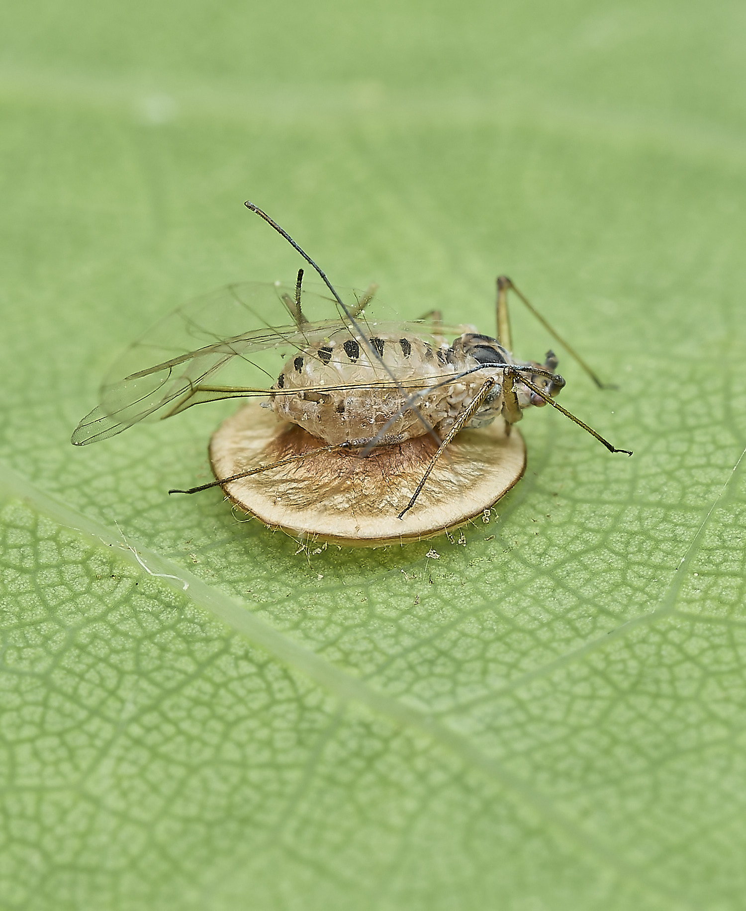 UpgateCommonAphid300526-1
