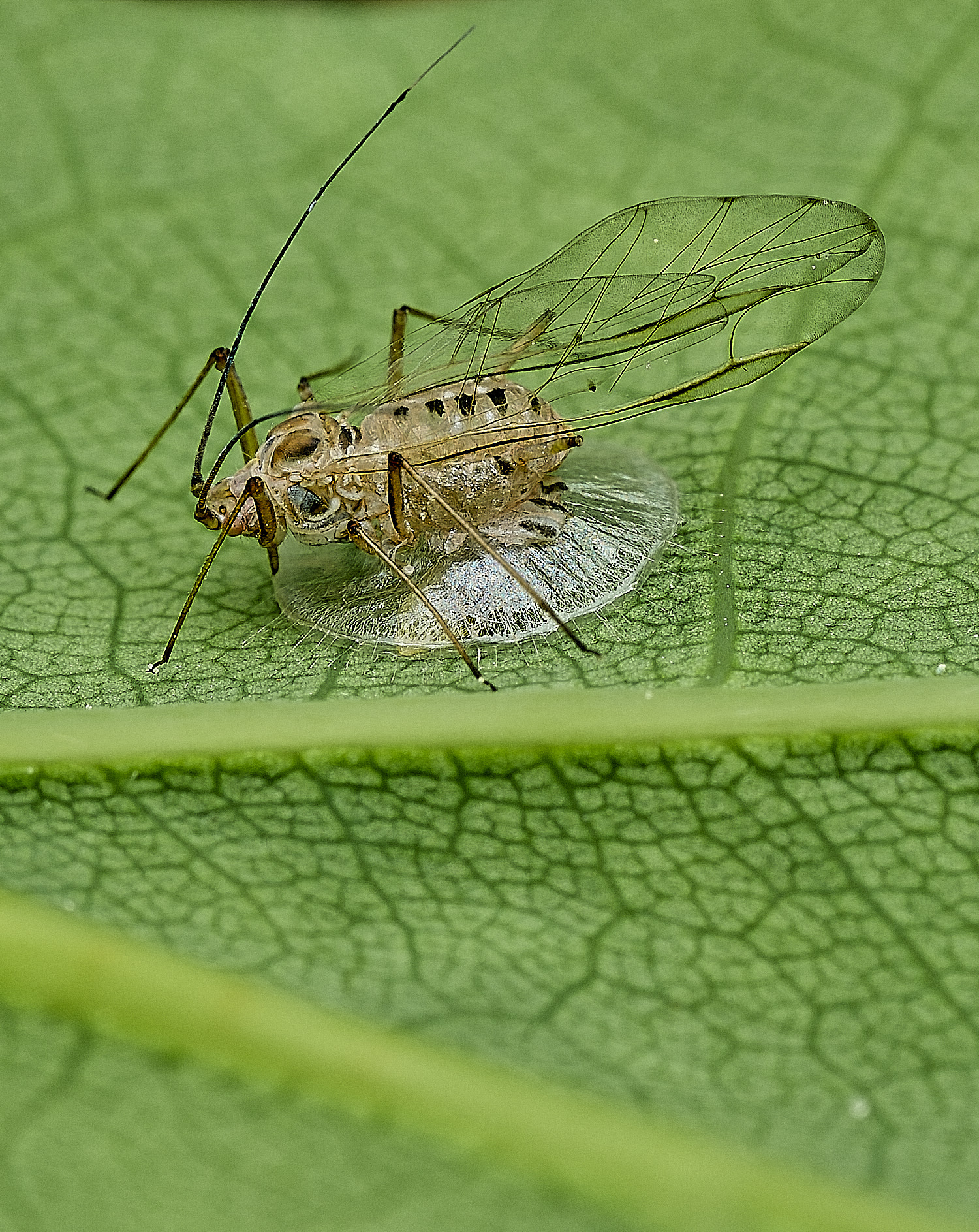 UpgateCommonAphid300526-2