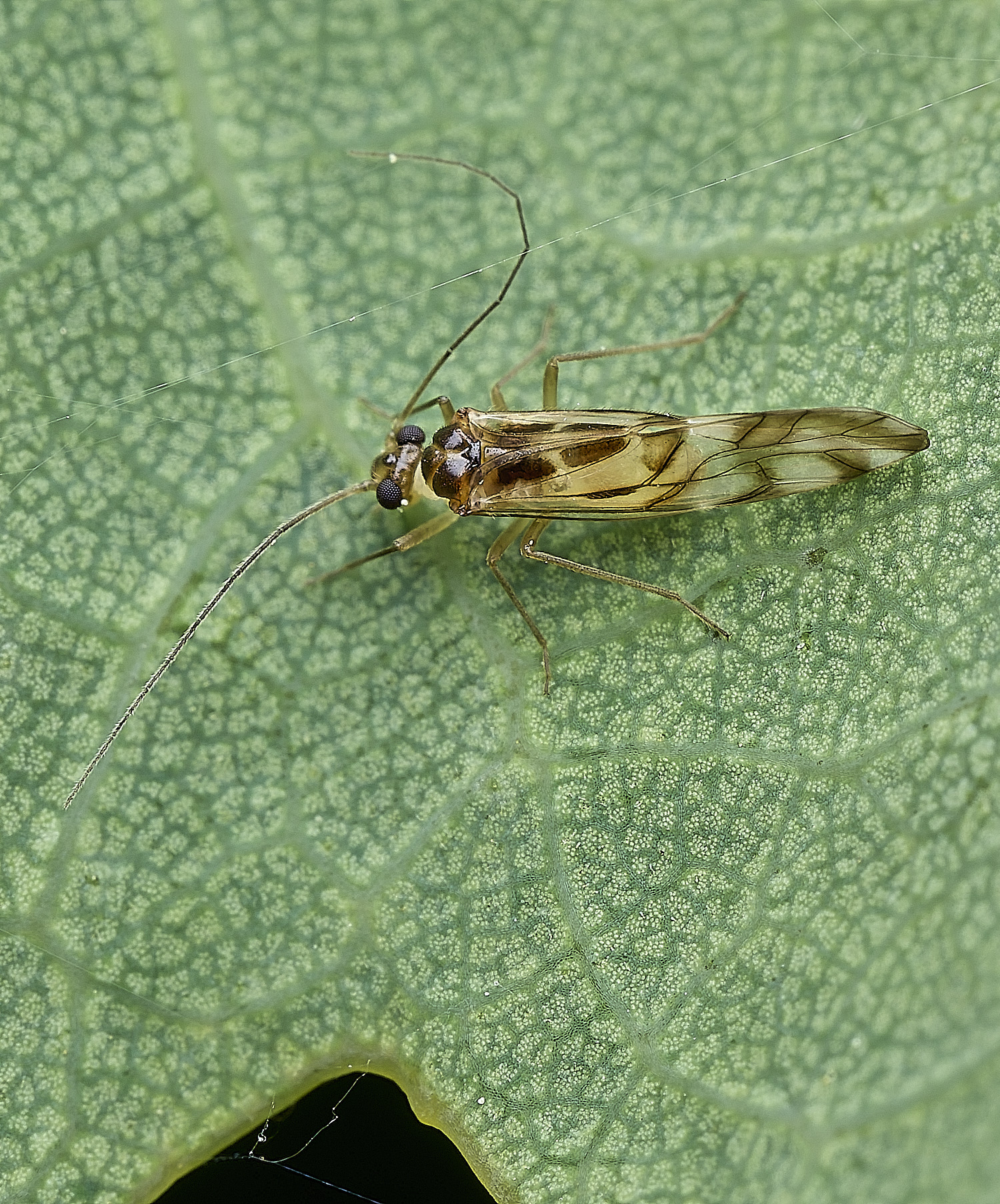 UpgateCommonBarkfly300526-1