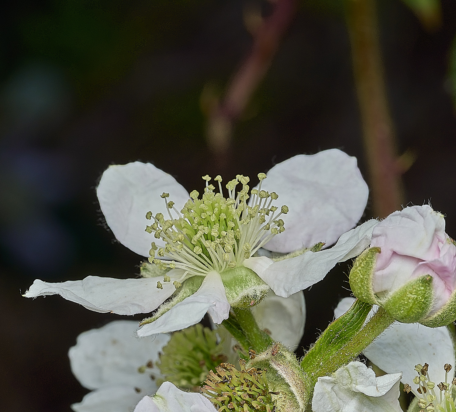 UpgateCommonBrambleSp300526-2