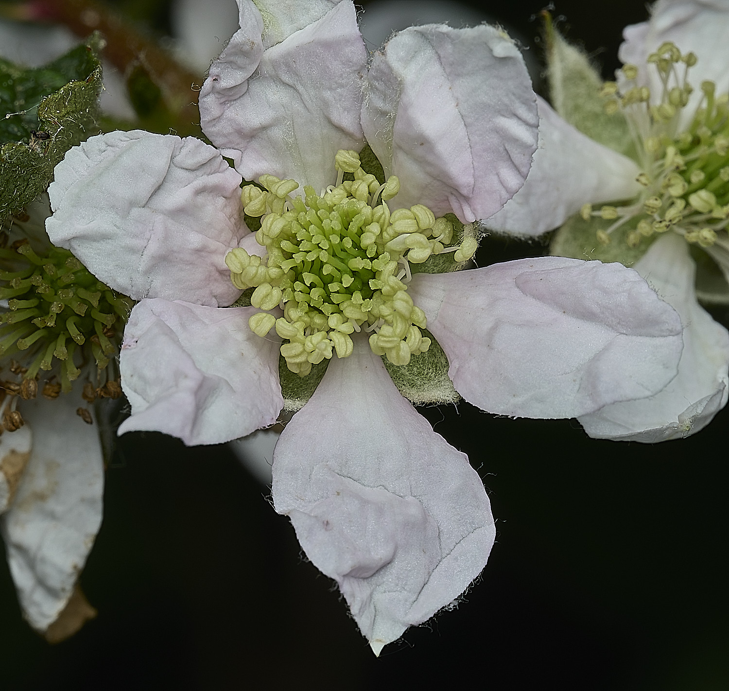 UpgateCommonBrambleSp300526-3