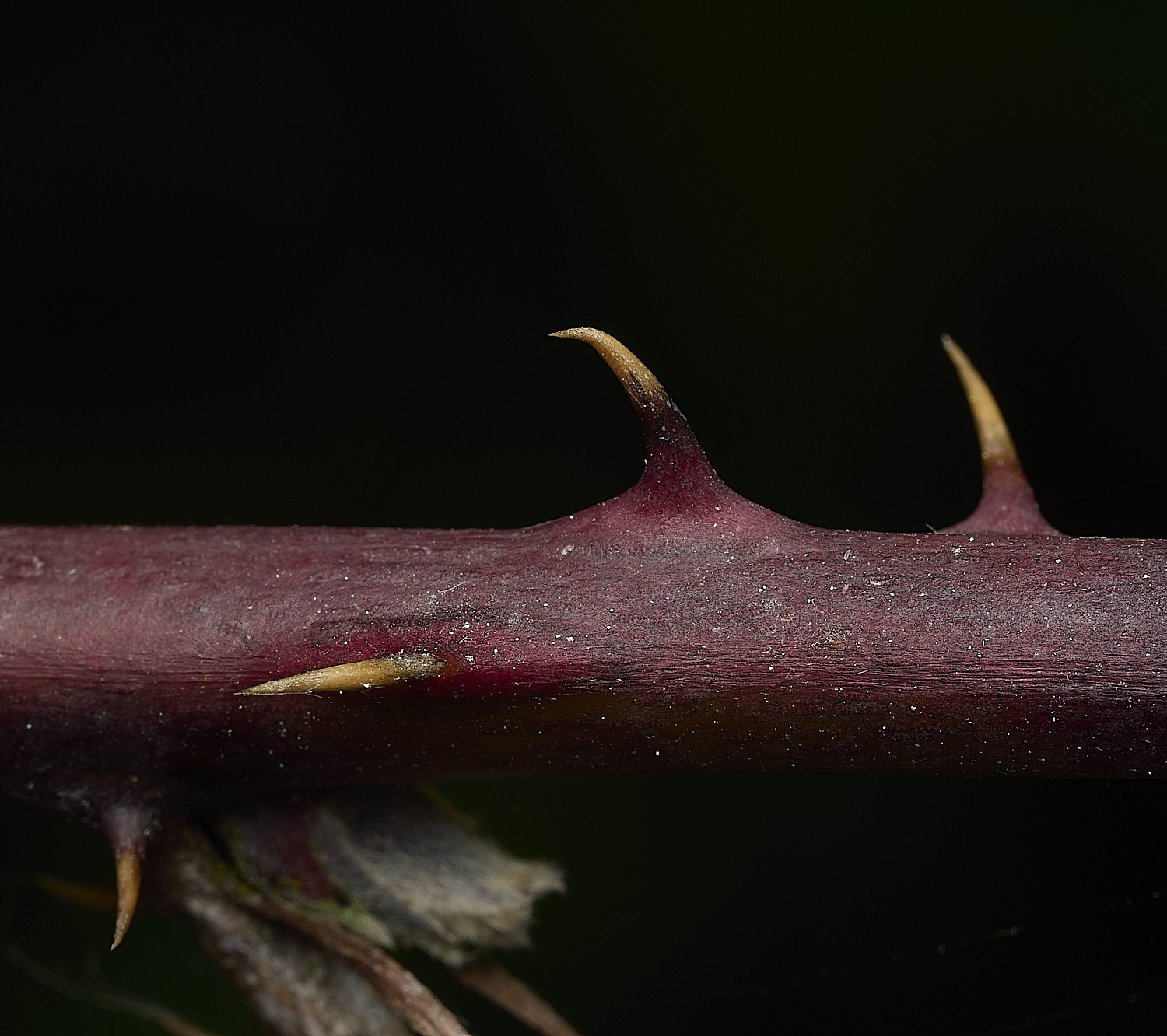 UpgateCommonBrambleSp300526-5