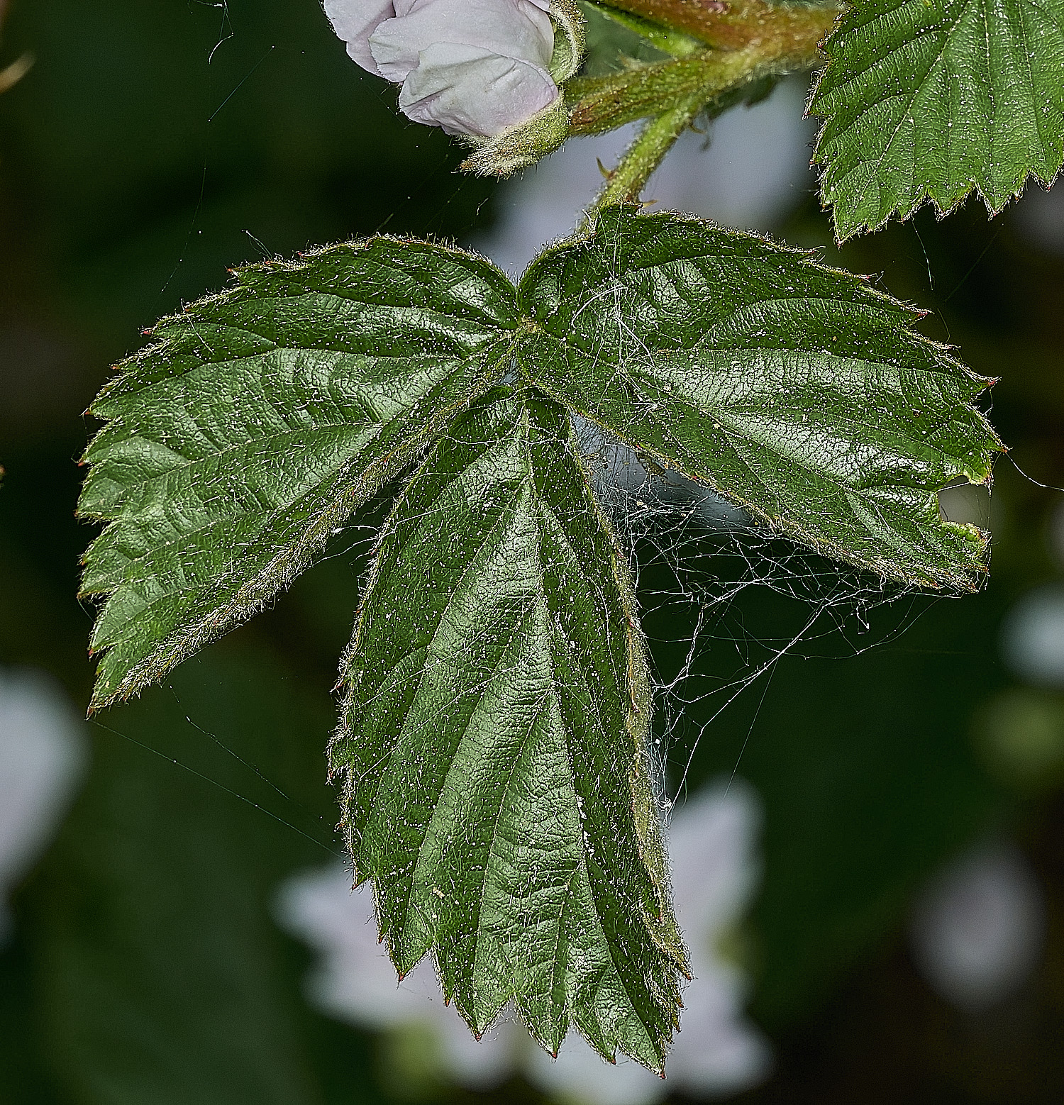 UpgateCommonBrambleSp300526-6