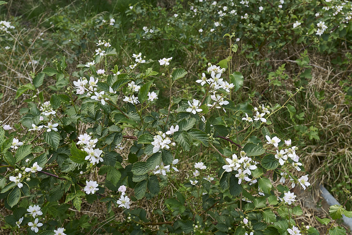 UpgateCommonBrambleSp300526-9