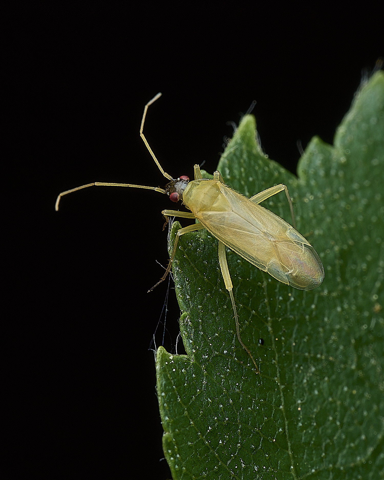 UpgateCommonBug300526-1