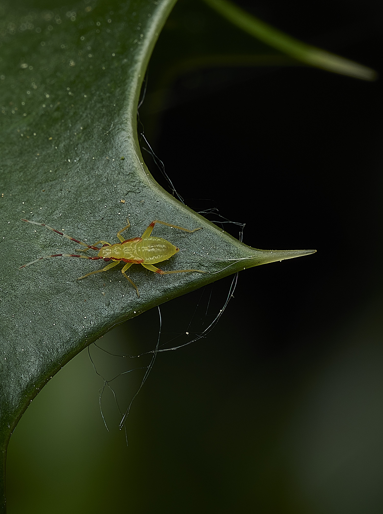 UpgateCommonBugNymph305026-1