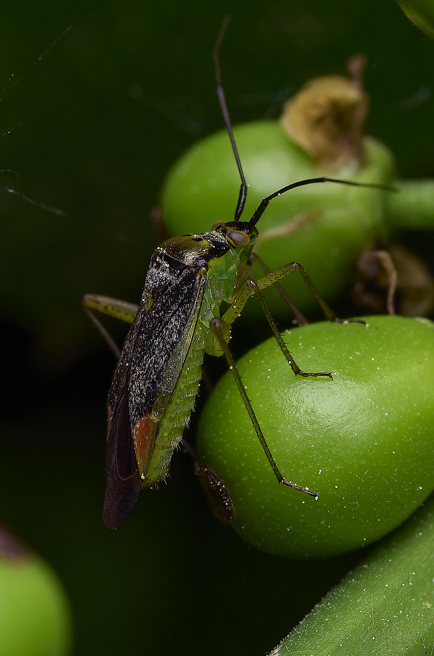 UpgateCommonBugSp300526-1