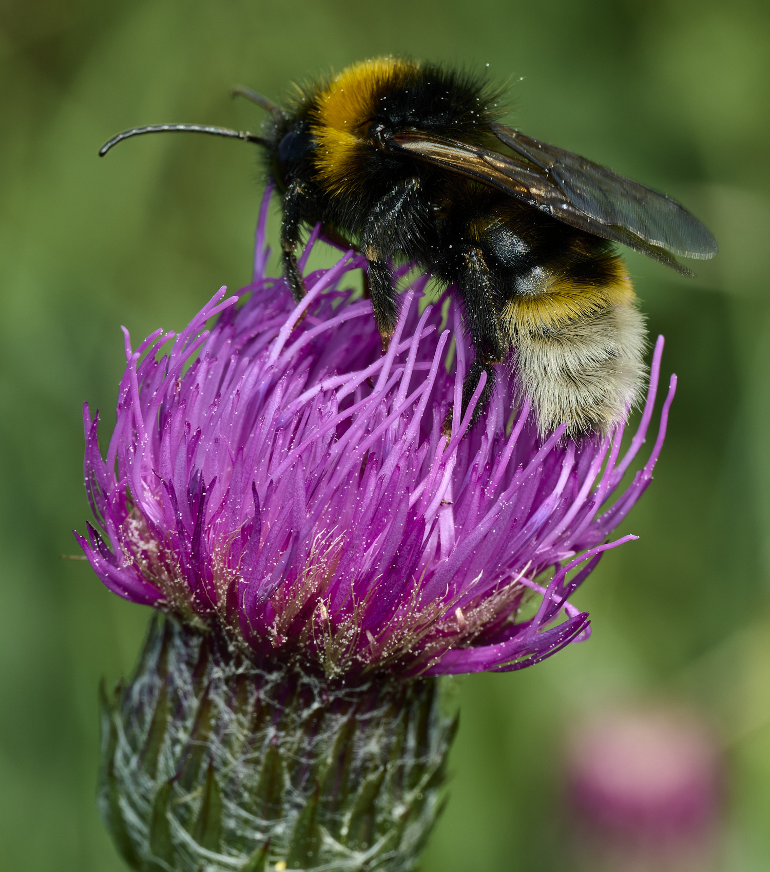 UpgateCommonBumble300526-1