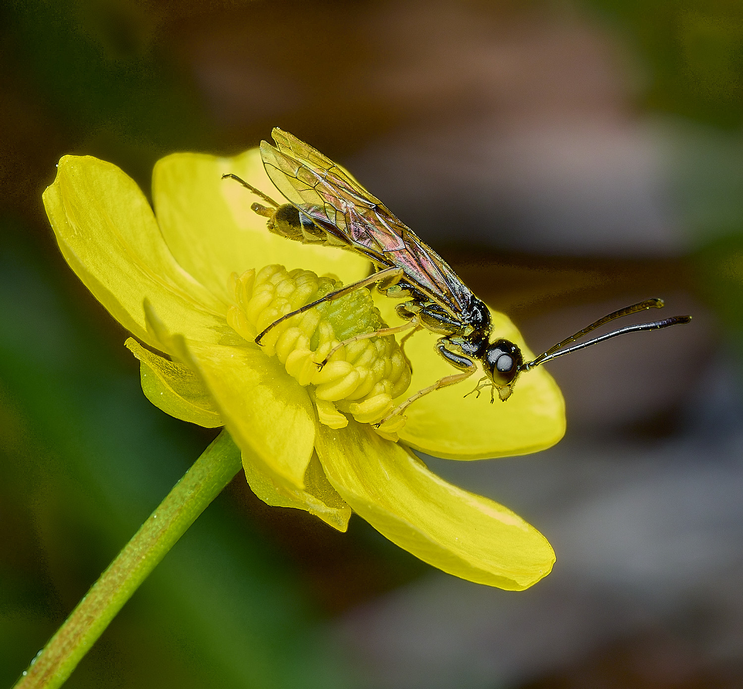 UpgateCommonFly300526-2