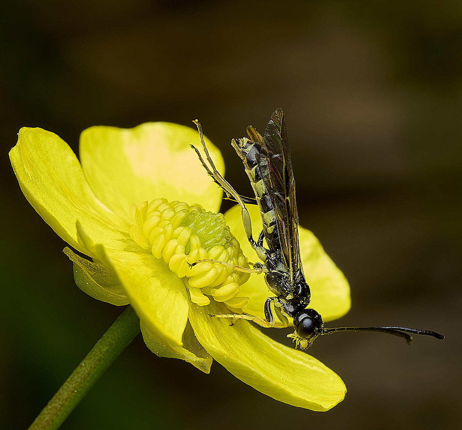 UpgateCommonFly300526-3