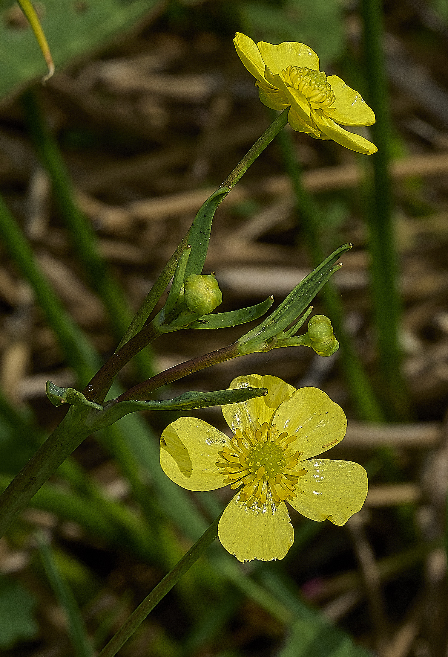 UpgateCommonLesserSpearwort300526-1