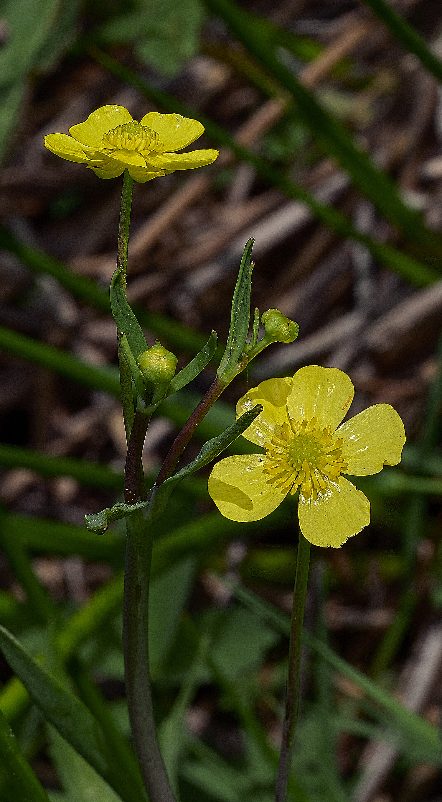 UpgateCommonLesserSpearwort300526-2