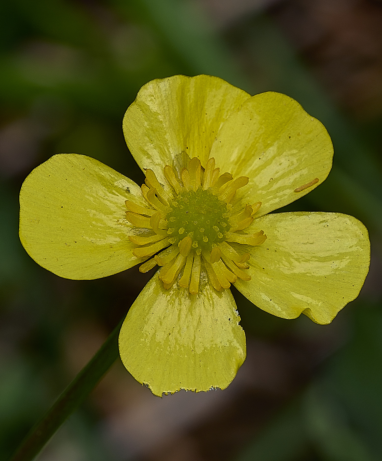UpgateCommonLesserSpearwort300526-3