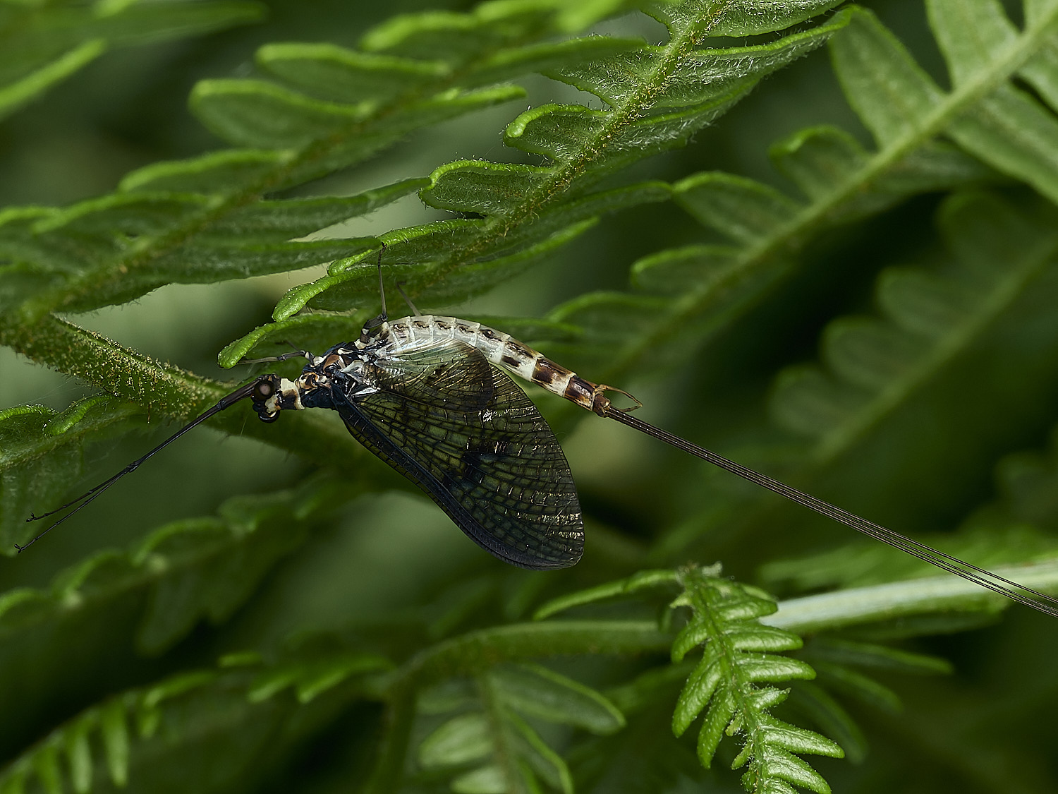 UpgateCommonMayFly300526-1