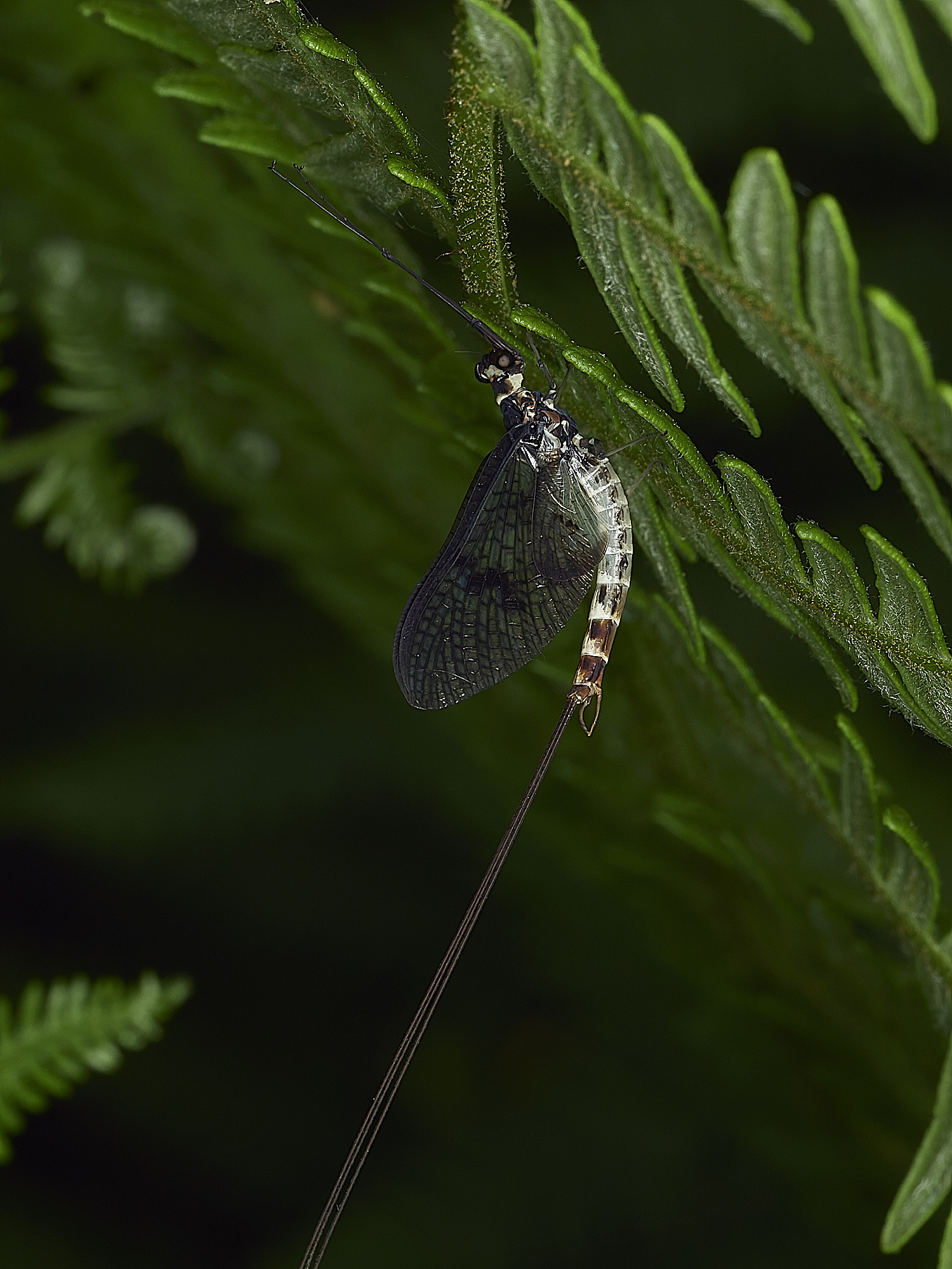UpgateCommonMayFly300526-3