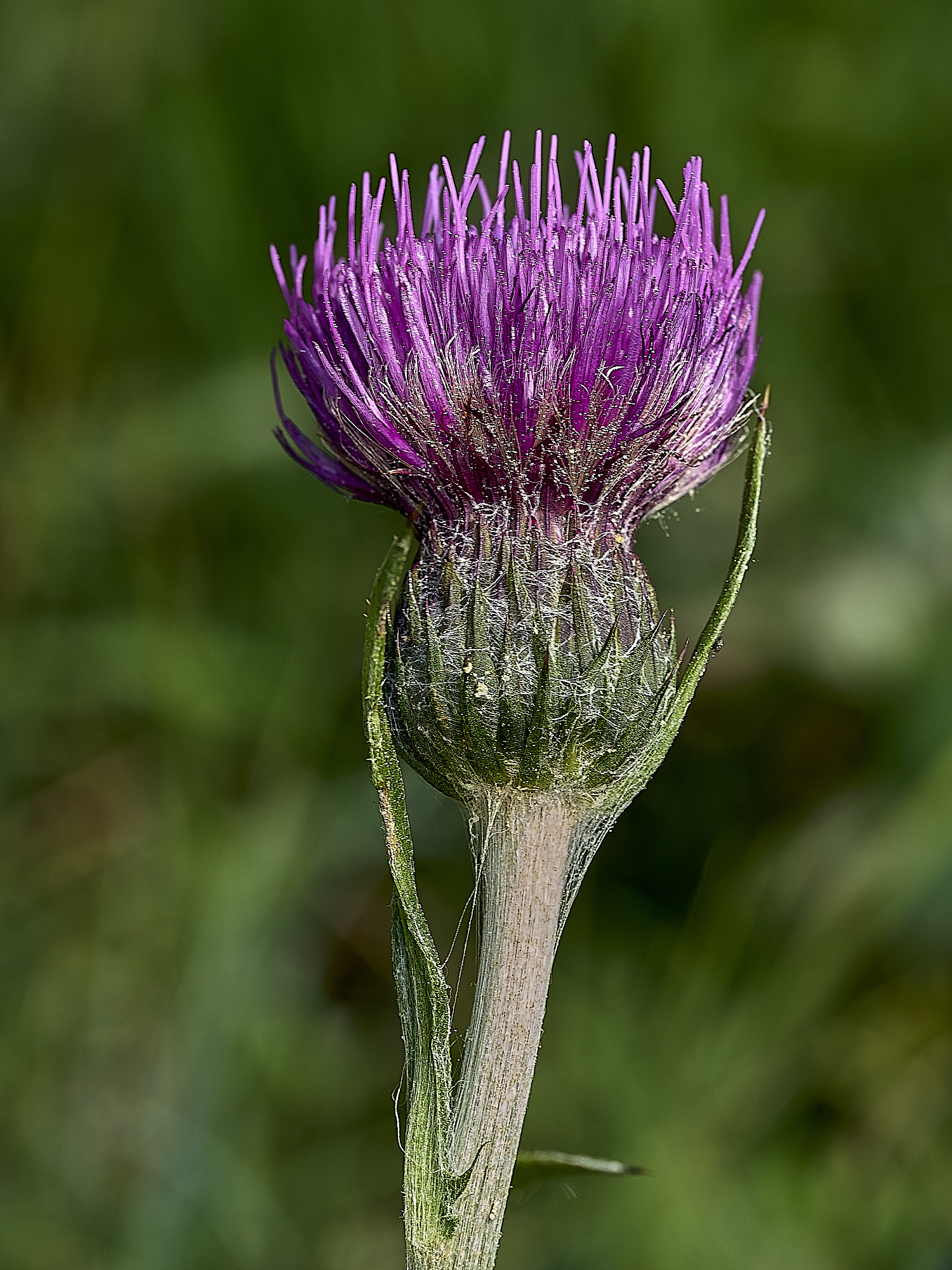 UpgateCommonMeadowThistle300526-1