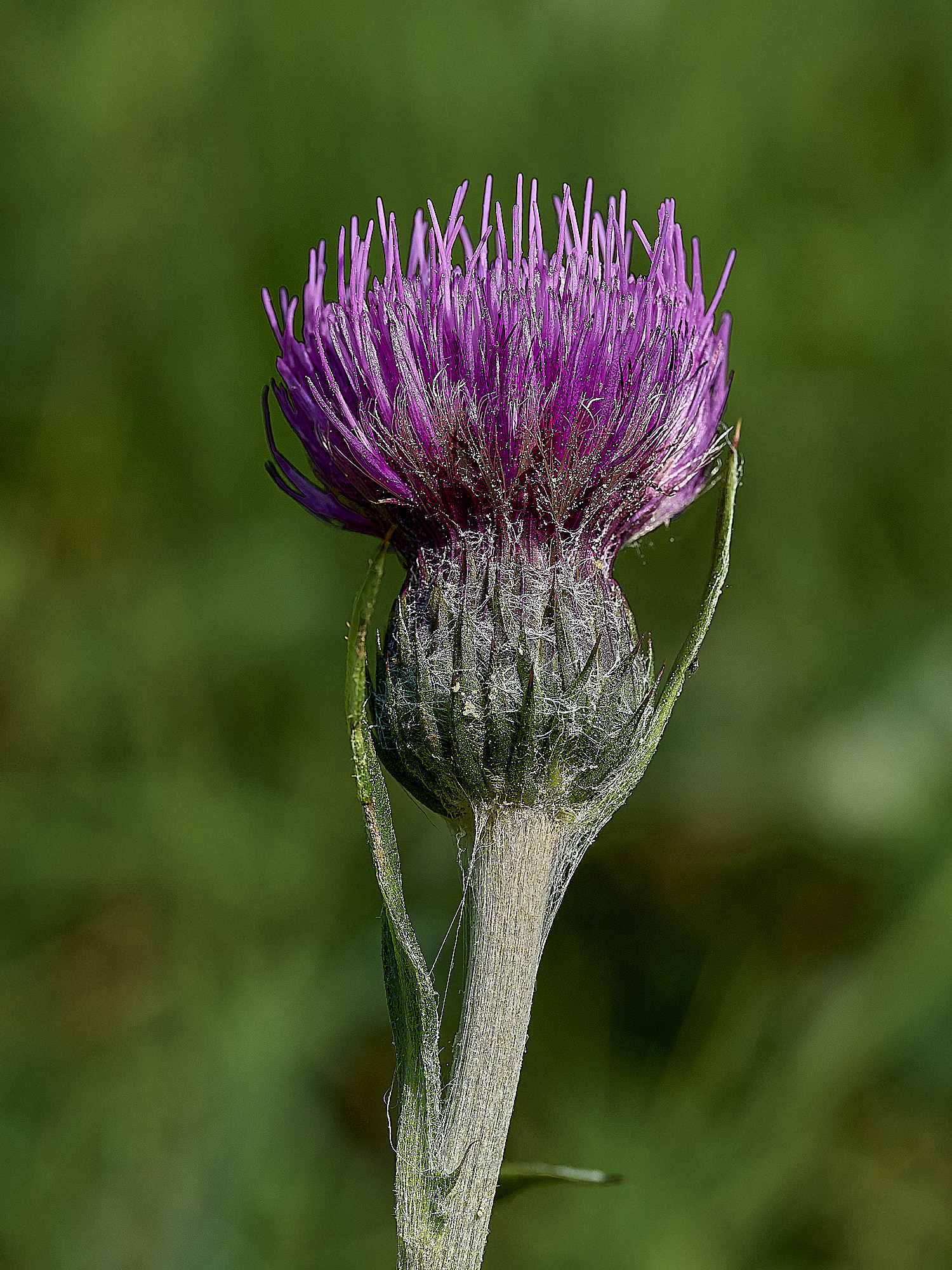 UpgateCommonMeadowThistle300526-2