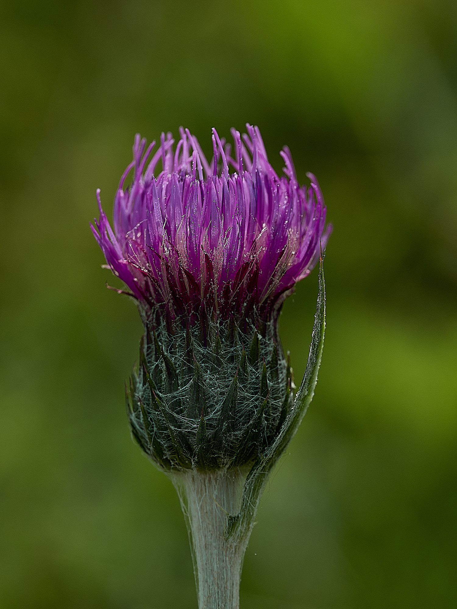 UpgateCommonMeadowThistle300526-3