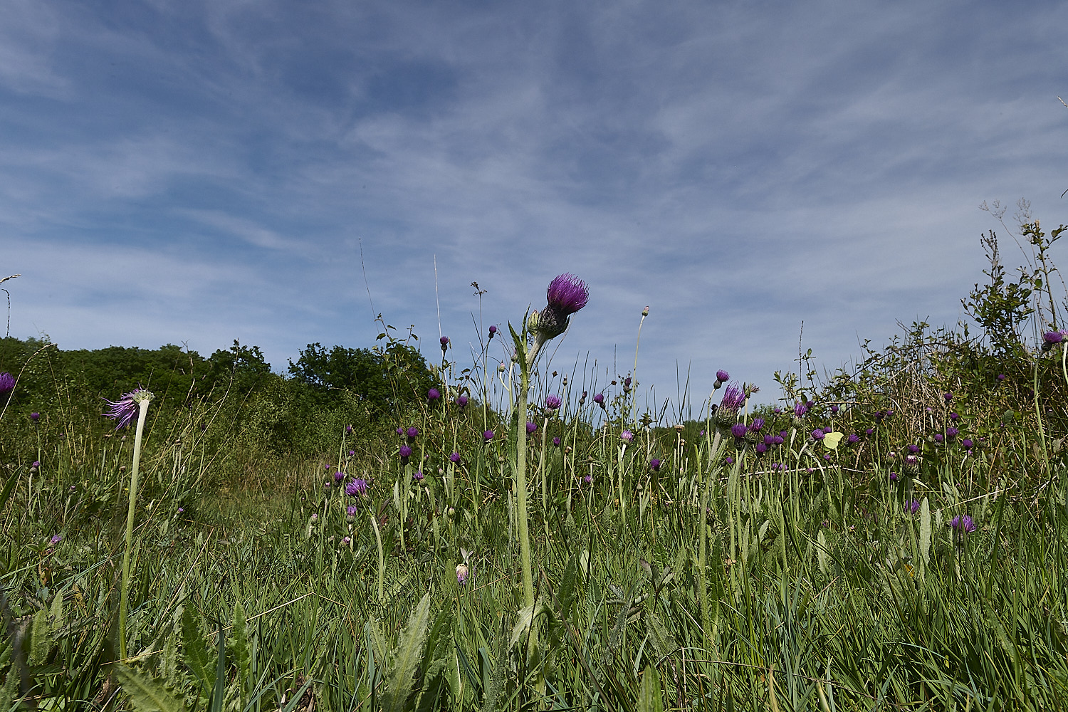UpgateCommonMeadowThistle300526-6