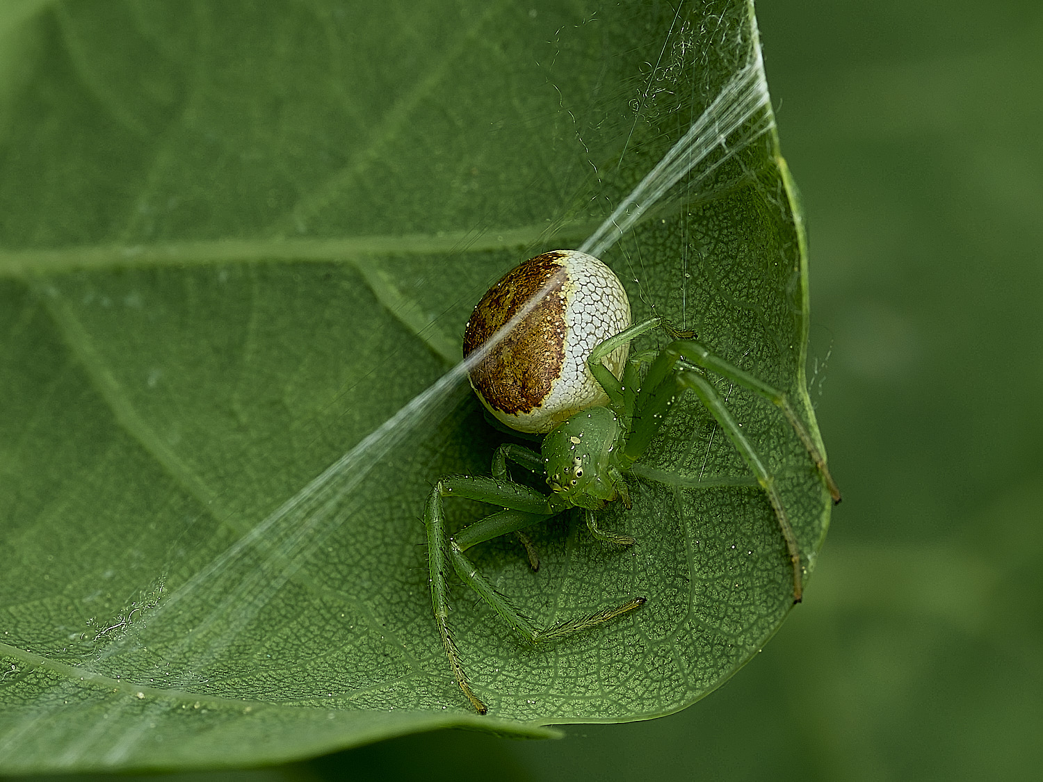 UpgateCommonSpider300526-1