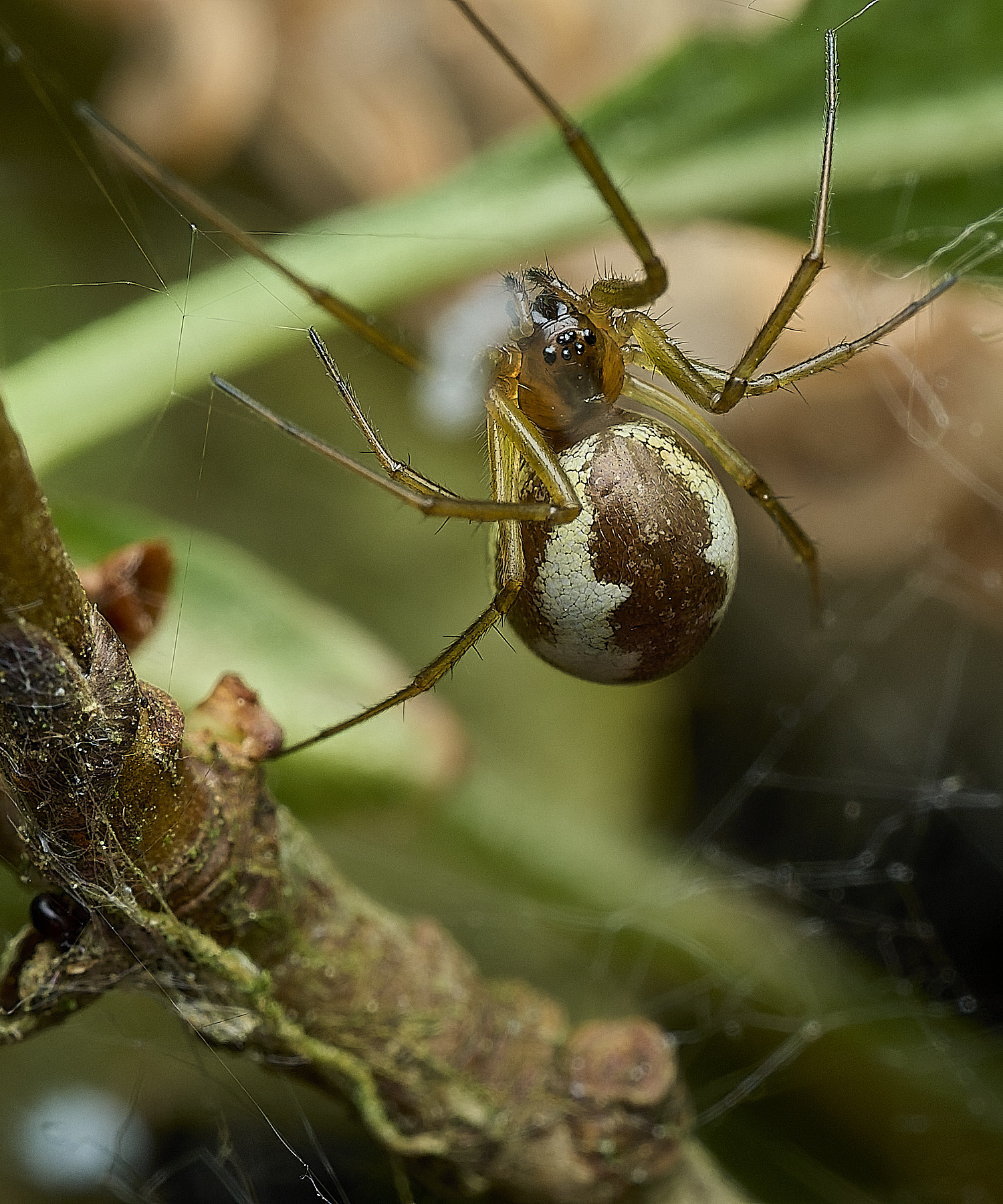 UpgateCommonSpider4300526-1