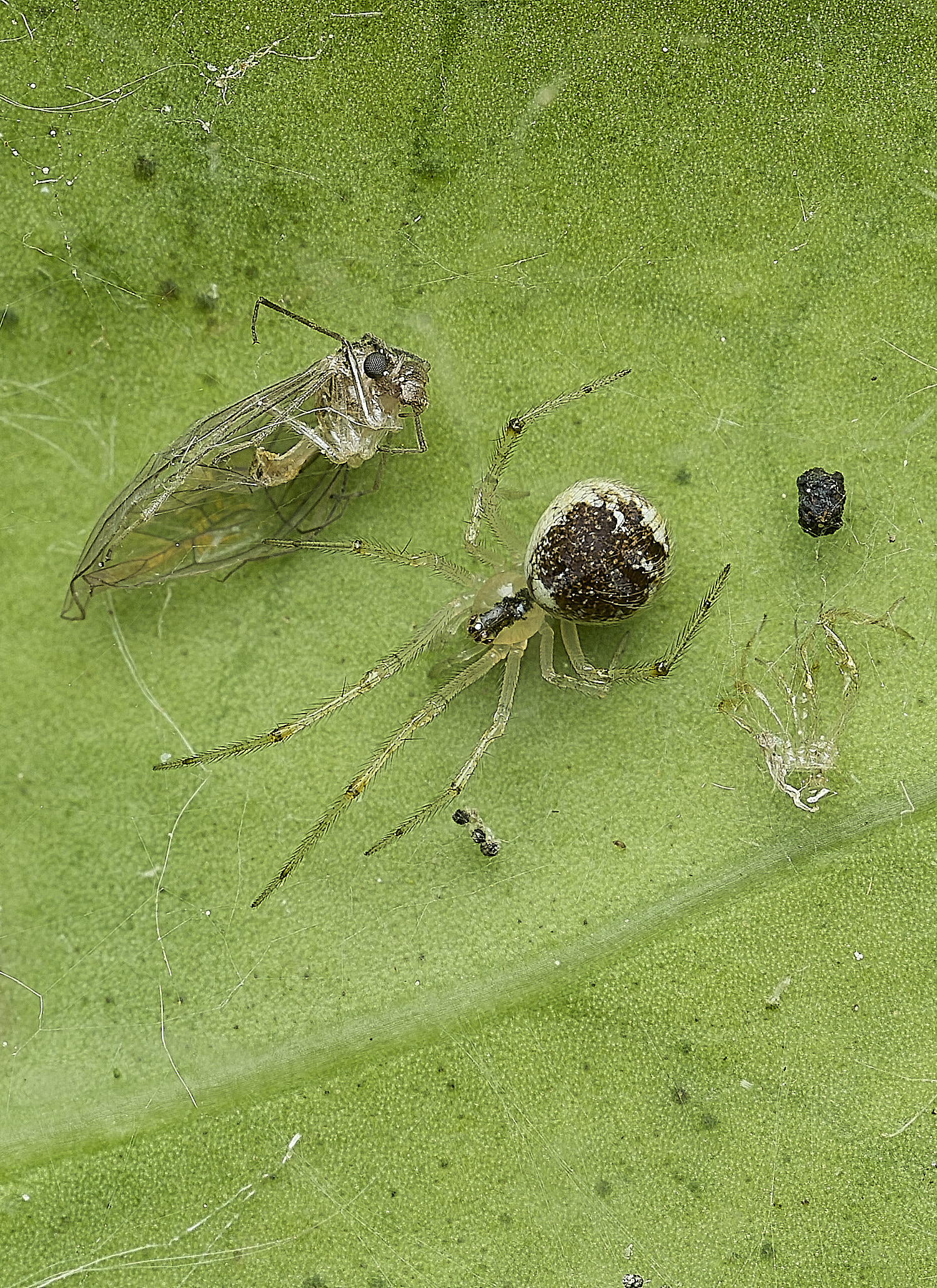 UpgateCommonSPiderSp2300536-1