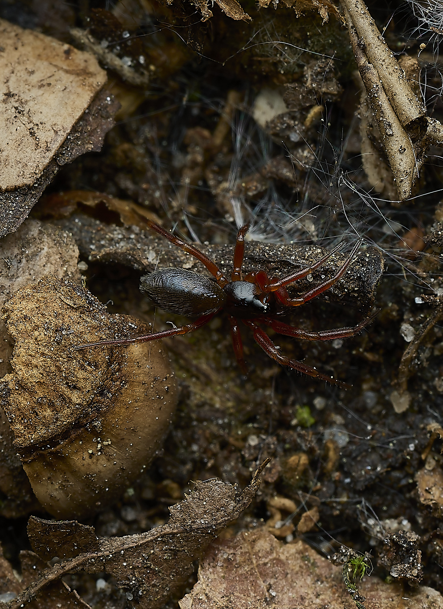 UpgateCommonSPiderSP3300526-2