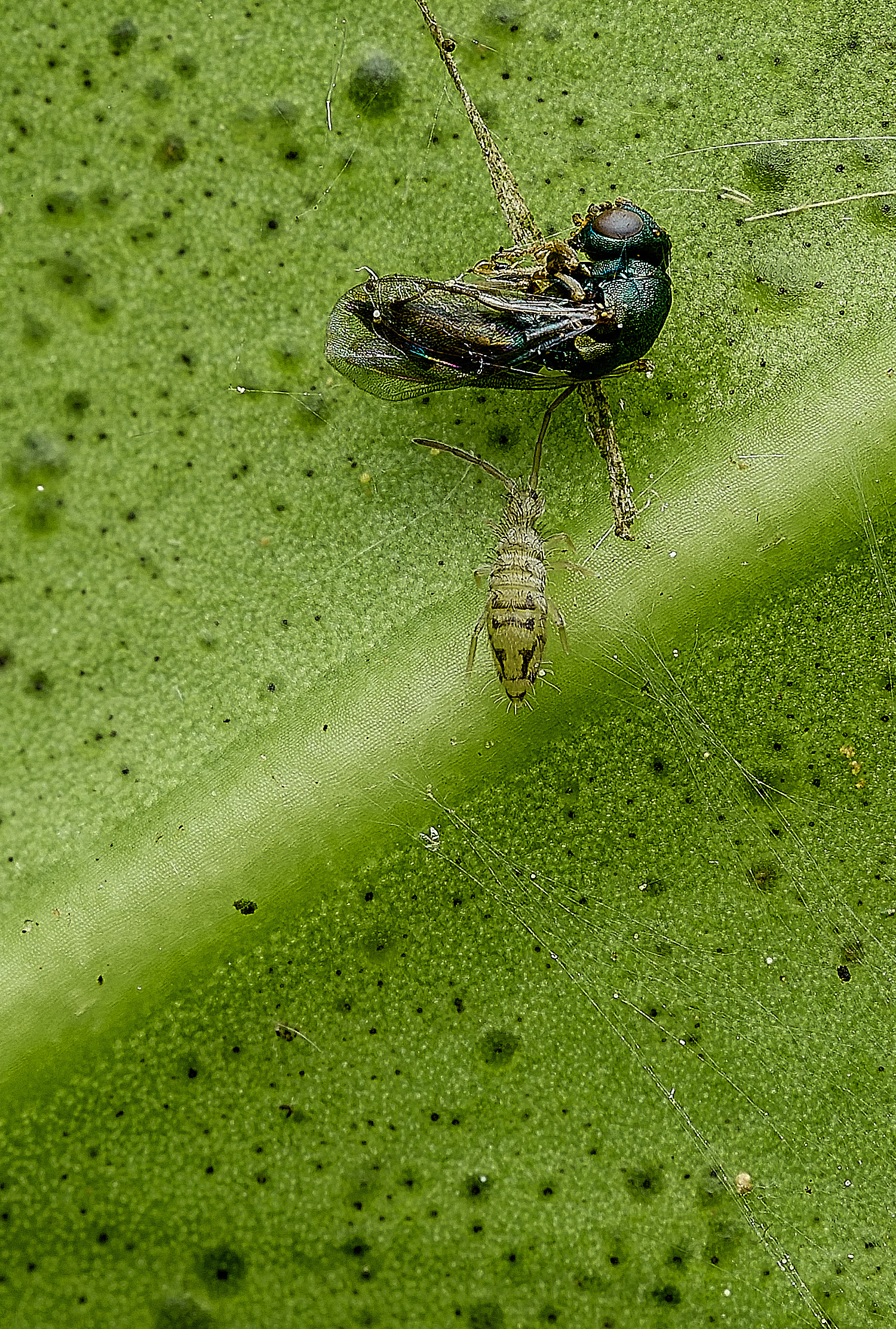 UpgateCommonSpringtail300526-1