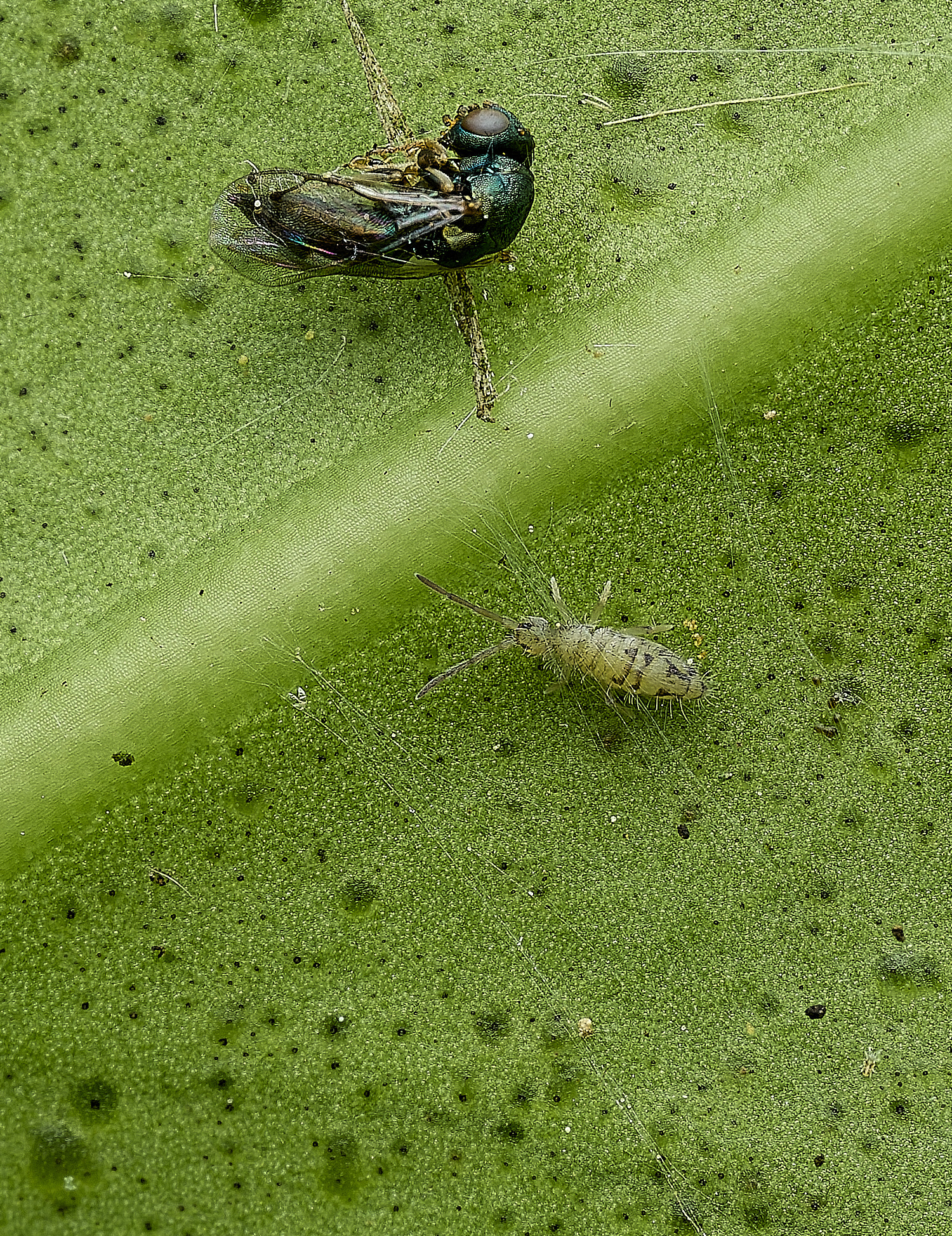 UpgateCommonSpringtail300526-2