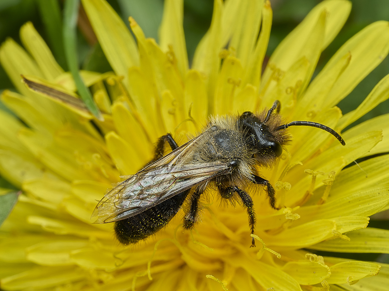 WalseyHillsAndrena3220426-1