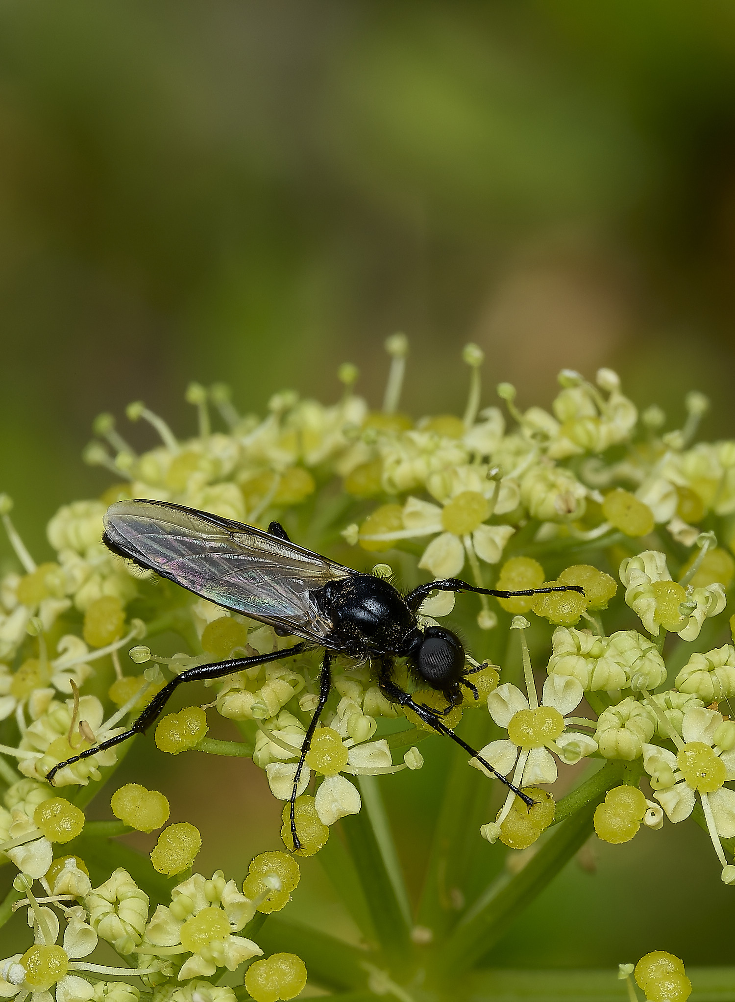 WalseyHillsBibioSp220426-1