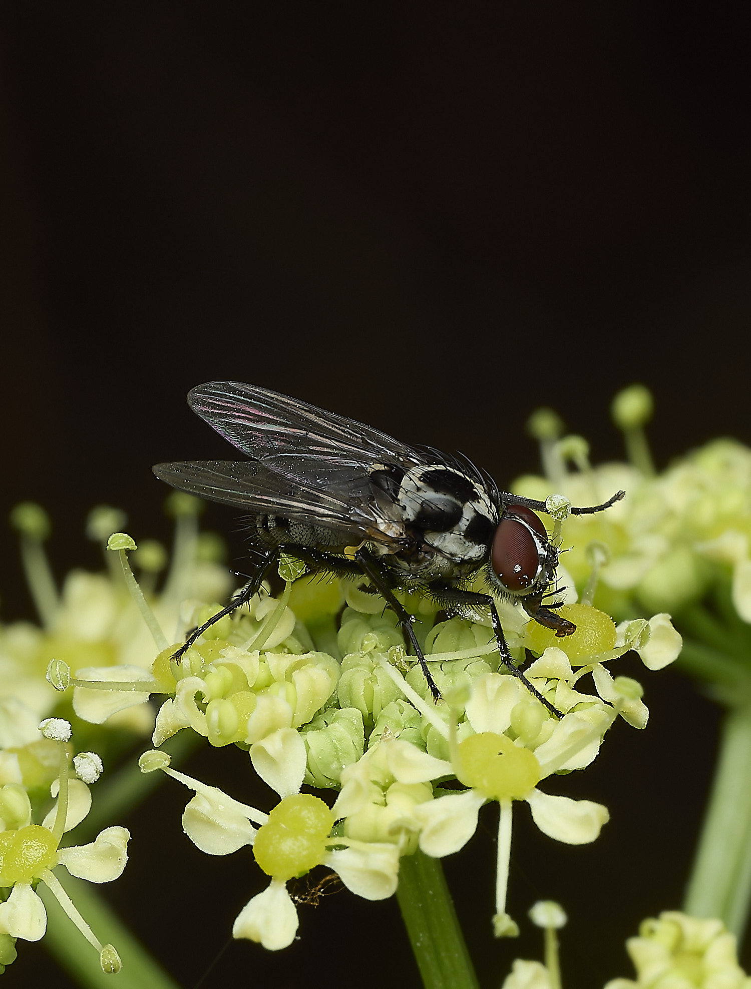 WalseyHillsFlySp220426-2
