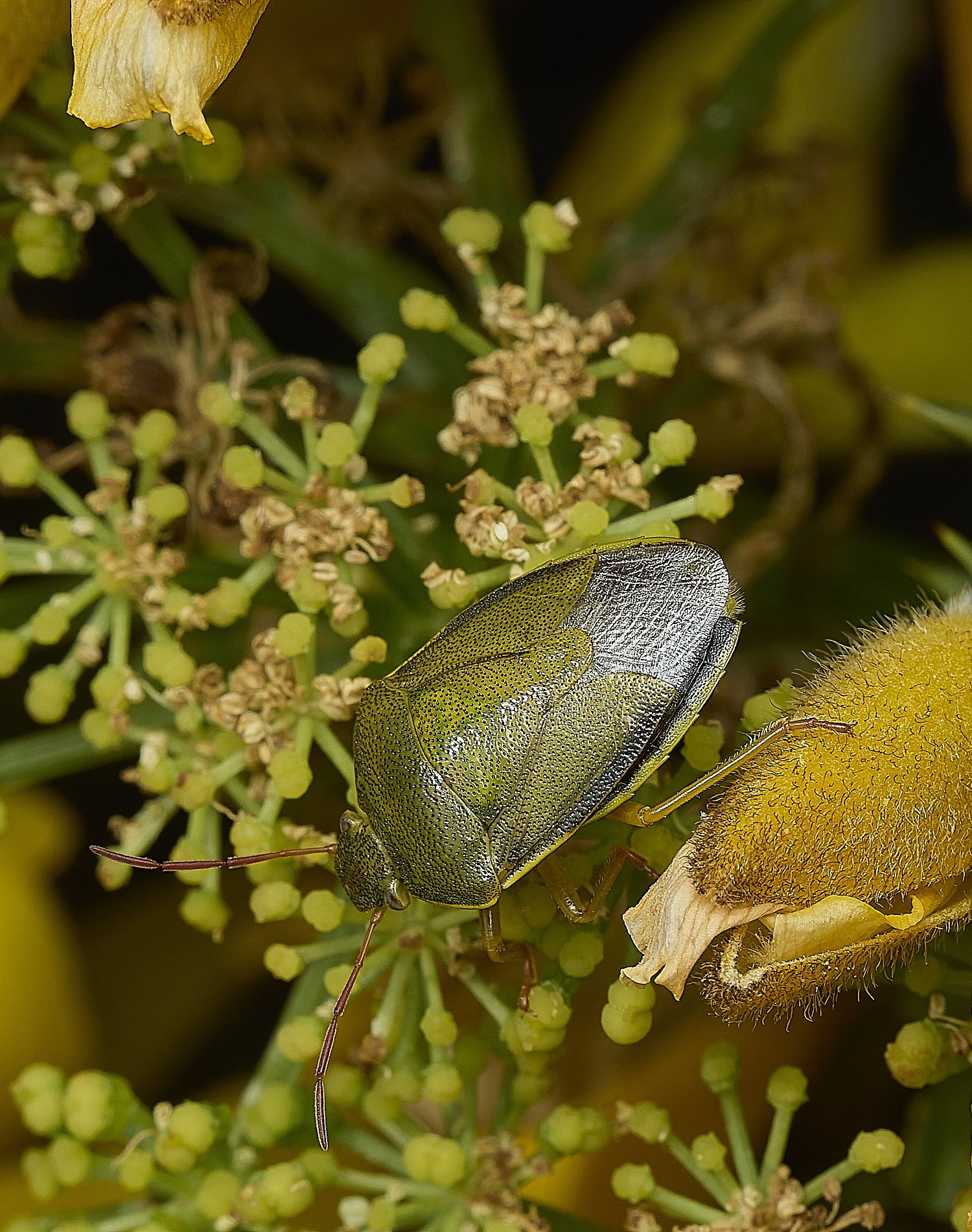 WalseyHillsGorseShieldBug220426-1