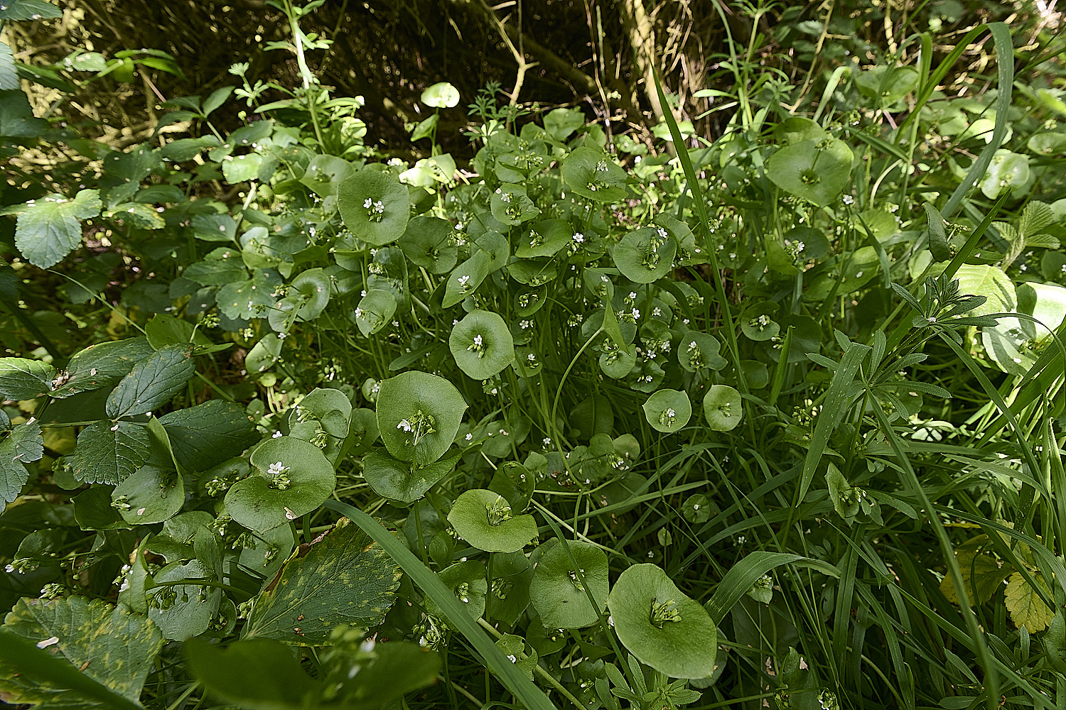 WalseyHillsSpringBeauty220426-1