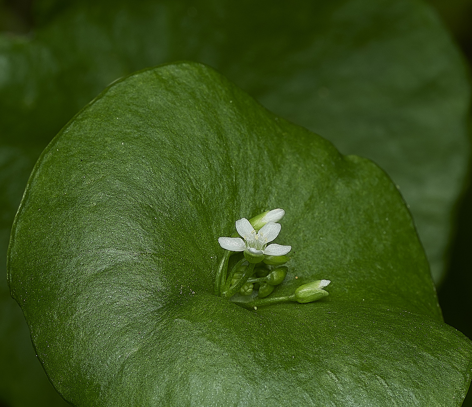 WalseyHillsSpringBeauty220426-3