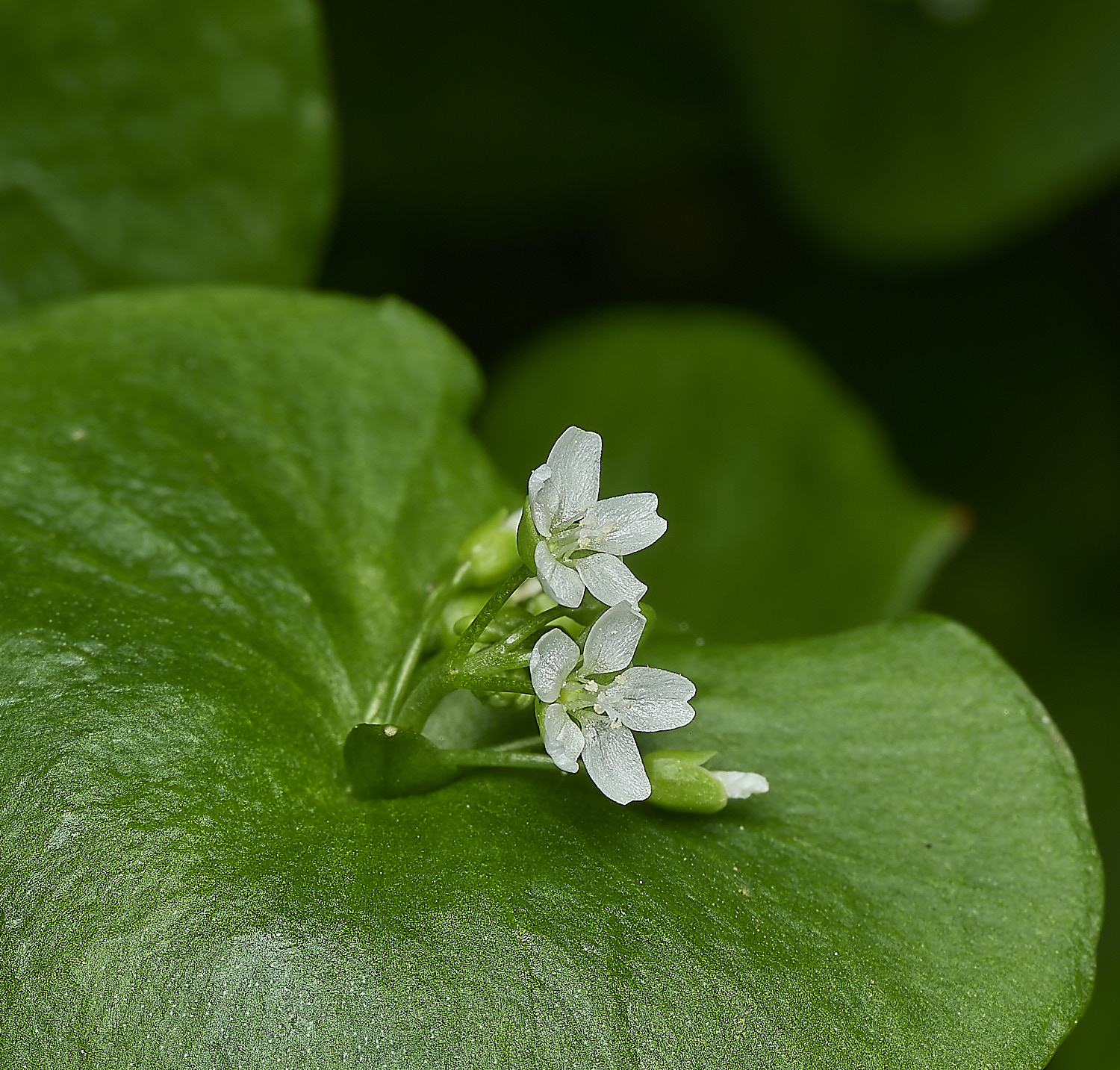 WalseyHillsSpringBeauty220426-4
