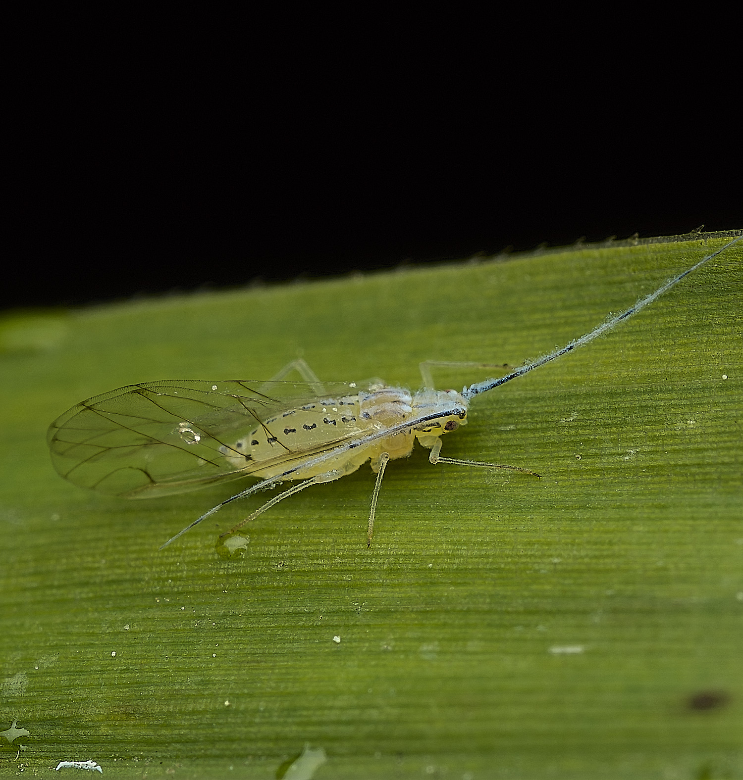 WaterlooParkTakecallis aarundinariae170526-2