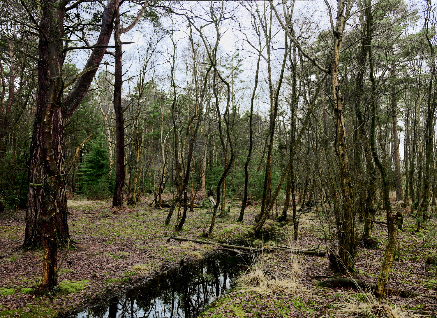WaveneyForest010226-1a