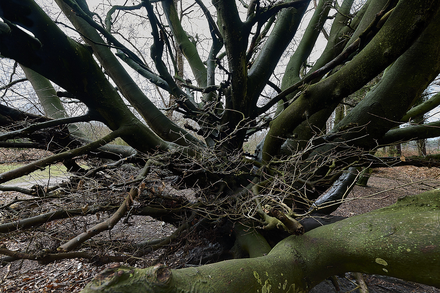 WaveneyForestBeech010226-1