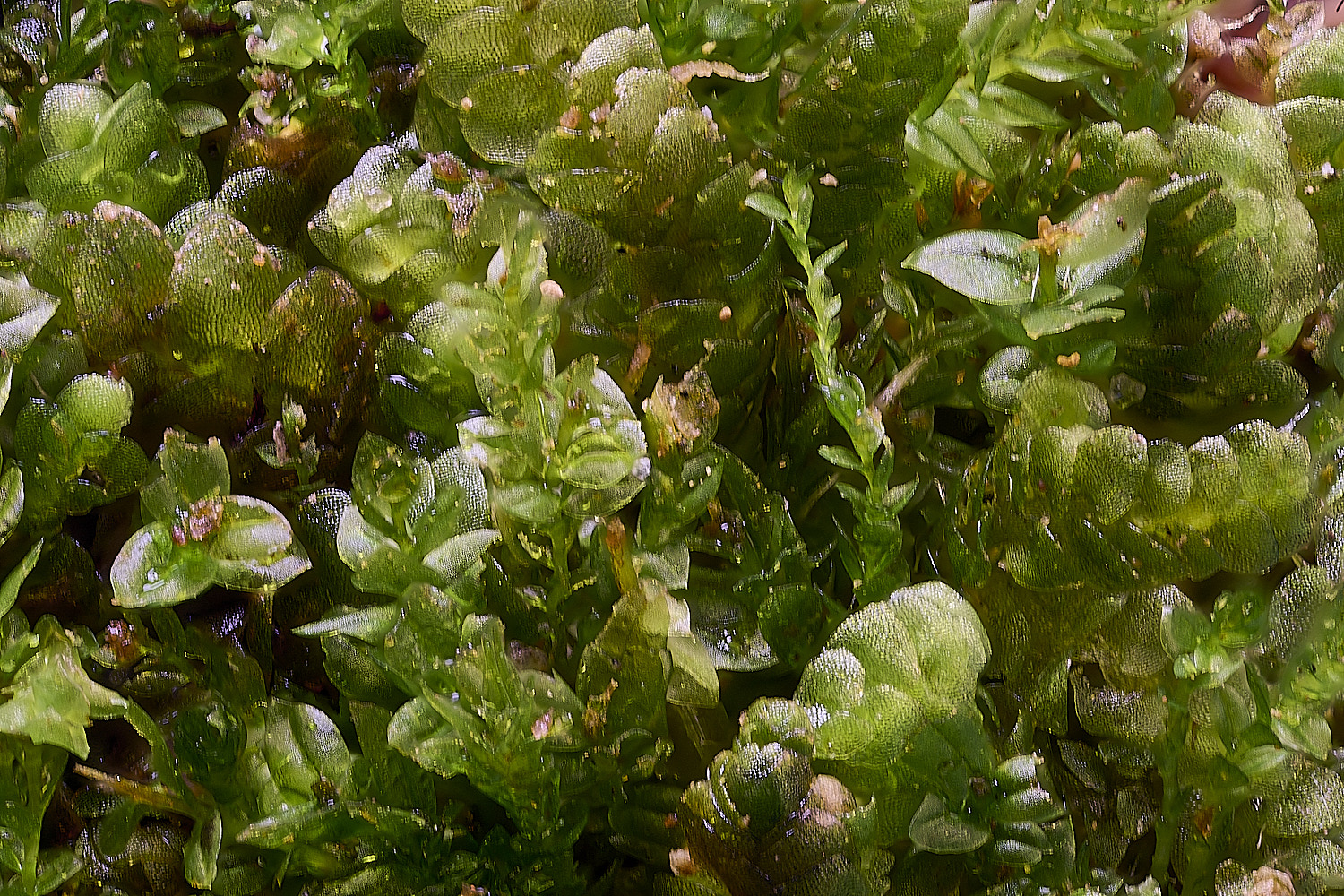 WaveneyForestCalypogeia010226-3