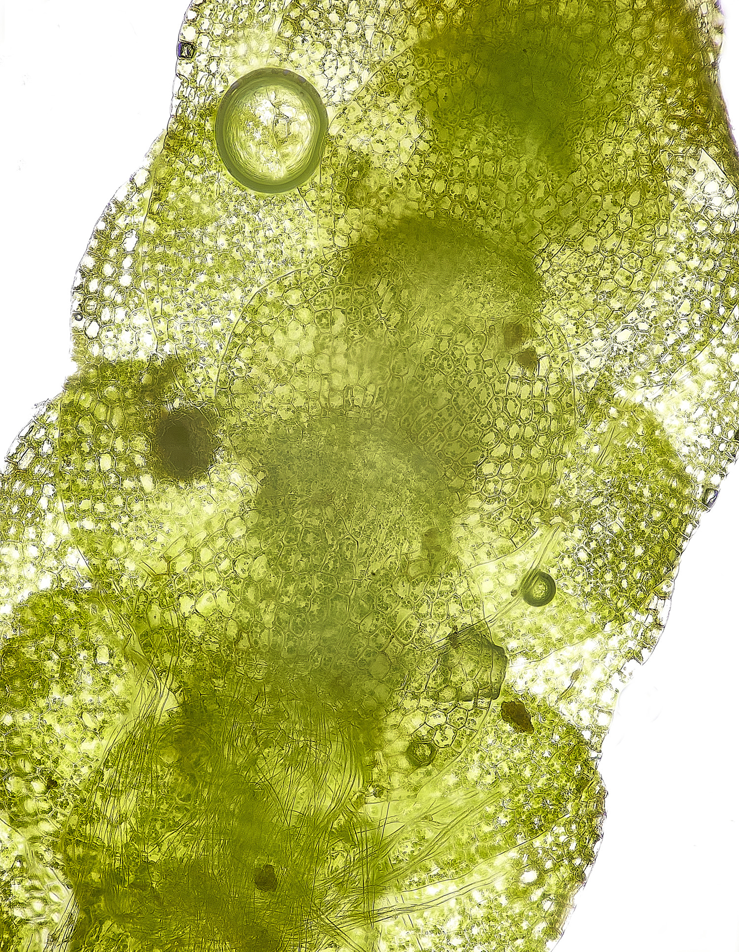 WaveneyForestCmuelleriana010226-1