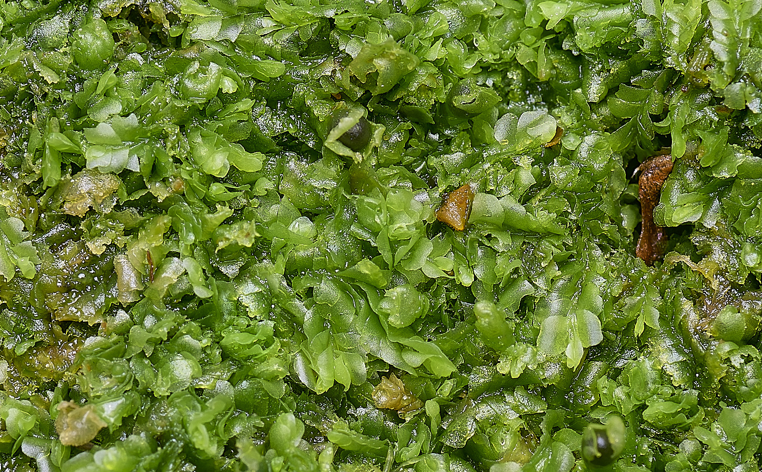 WaveneyForestLheteromalla010226-1