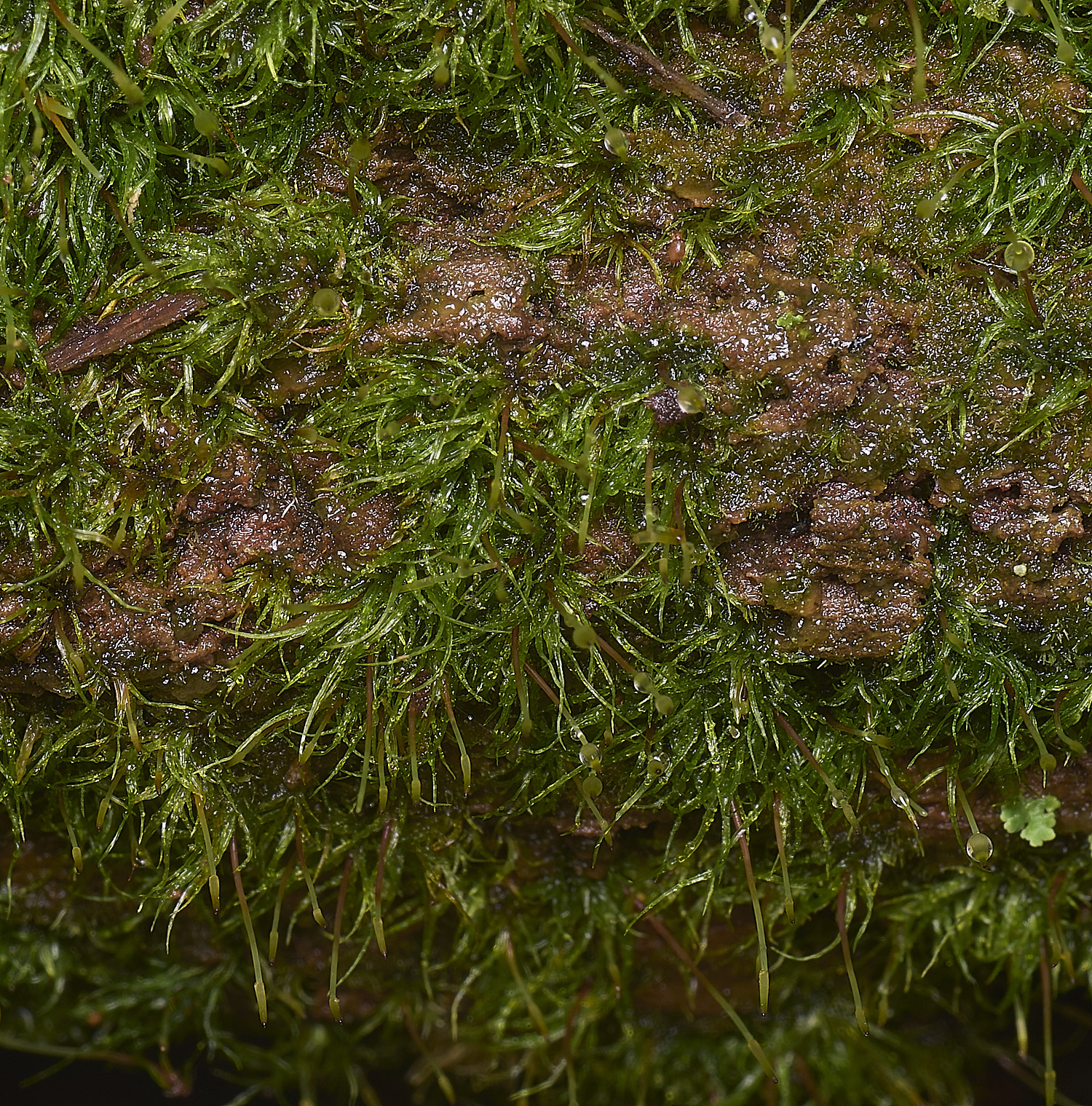 WaveneyForestlineare010226-1