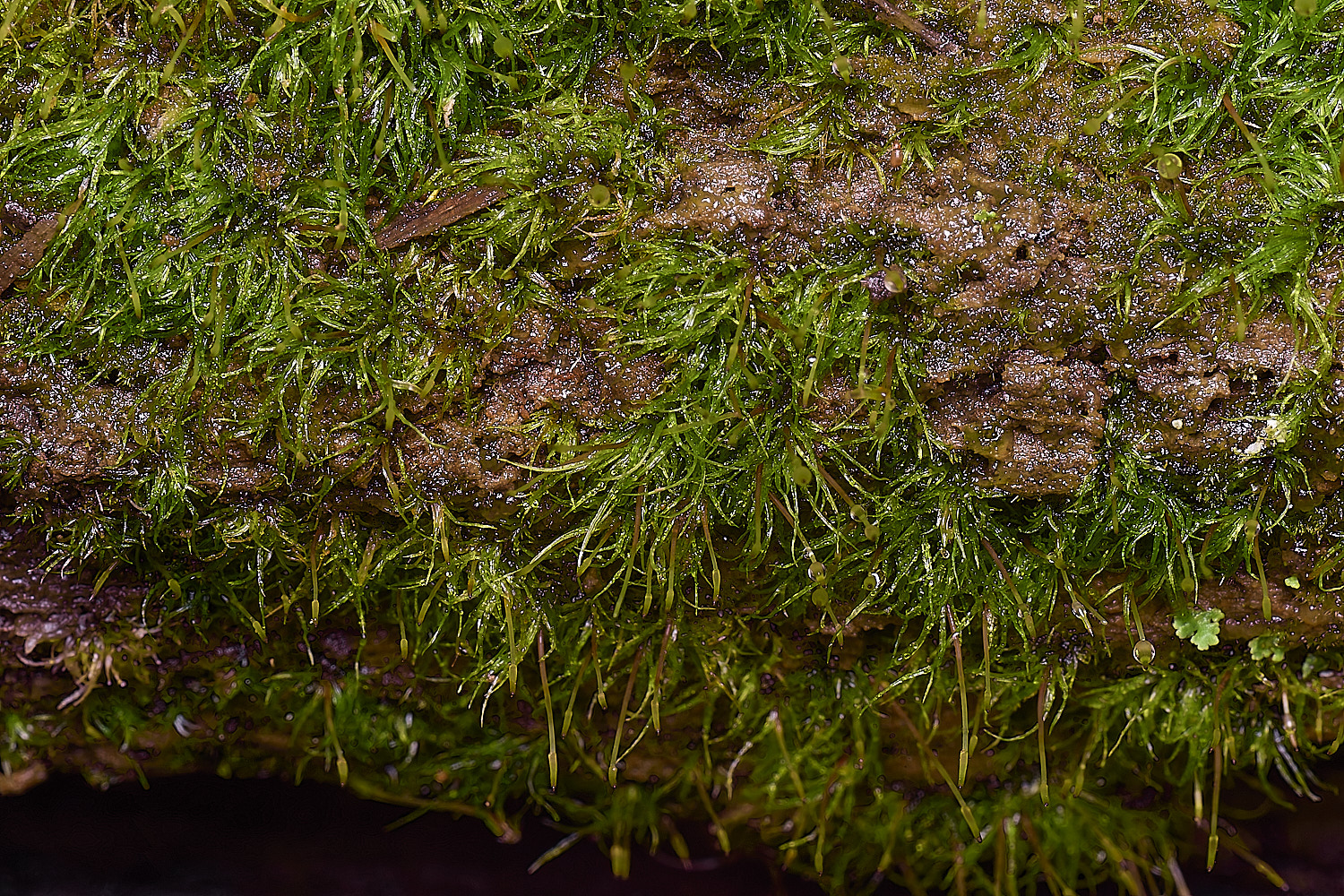 WaveneyForestlineare010226-2