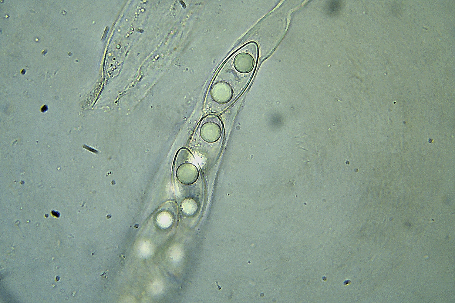 WaveneyForestOcrospora010226-2