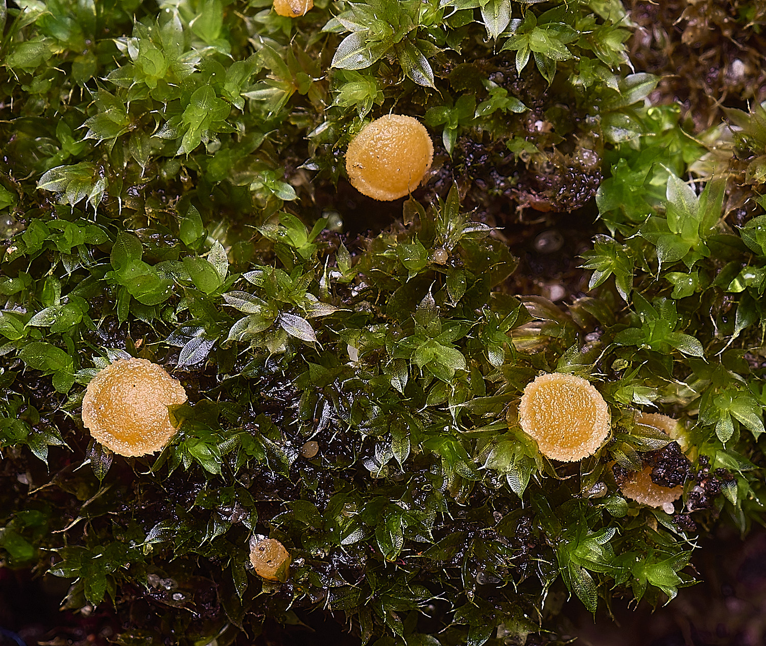 WaveneyForestOrangeFungus010226-1