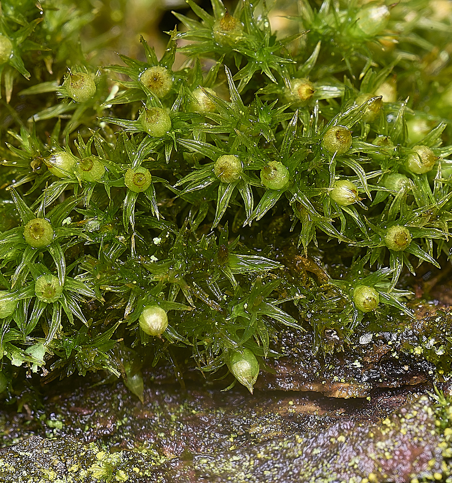 WaveneyForestOrthotrichumstriatum010226-1