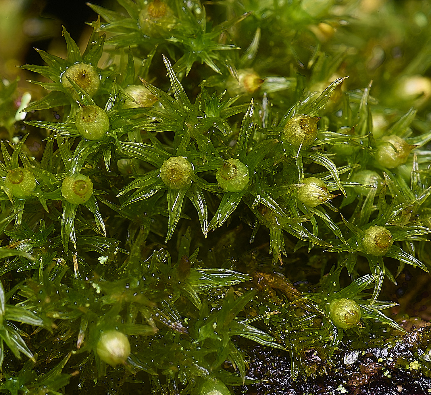 WaveneyForestOrthotrichumstriatum010226-3