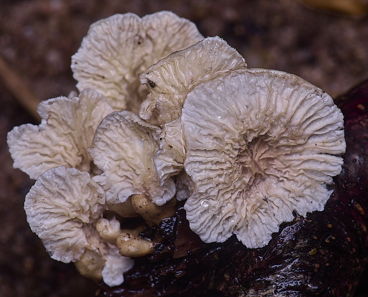 WaveneyForestPcrispa010226-1