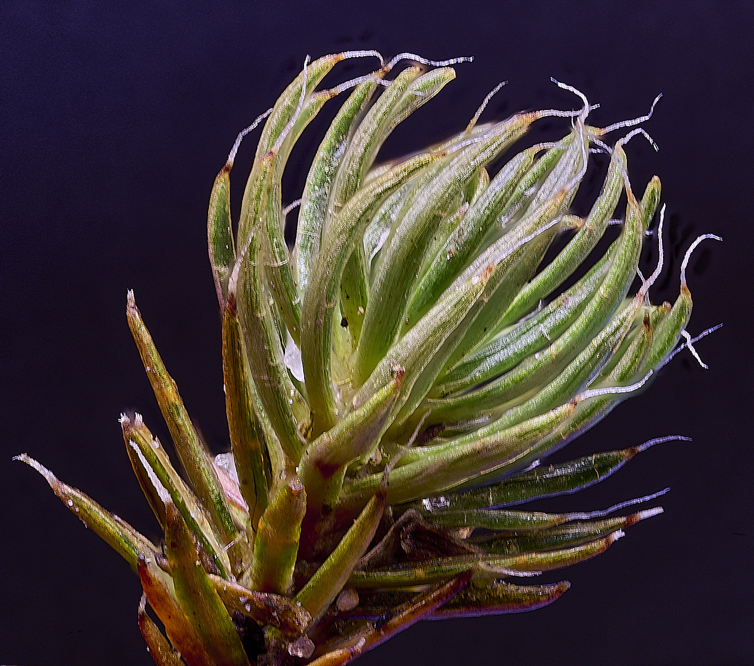 WaveneyForestPpiliferum010226-1 1